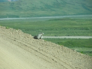 IMGP0596