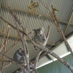 koalas1