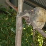 koalas10