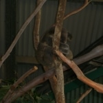 koalas3