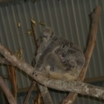 koalas5