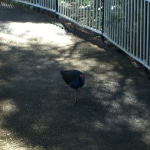 wallabies e altro1