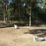 wallabies e altro10