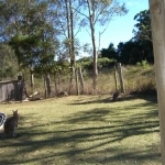 wallabies e altro11