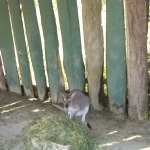 wallabies e altro12
