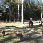 wallabies e altro13