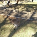 wallabies e altro14