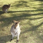 wallabies e altro15