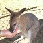 wallabies e altro18