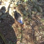 wallabies e altro2