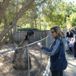 wallabies e altro20