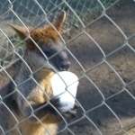 wallabies e altro21