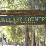 wallabies e altro23