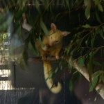 wallabies e altro25