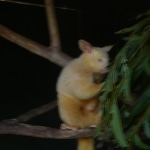 wallabies e altro26