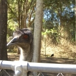 wallabies e altro3