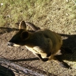 wallabies e altro4