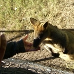 wallabies e altro5