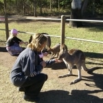 wallabies e altro7