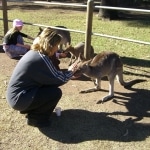 wallabies e altro8