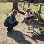 wallabies e altro9