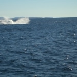 whale watching11