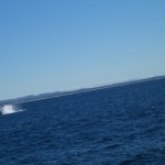 whale watching12