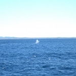 whale watching13