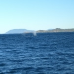 whale watching14