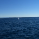 whale watching17