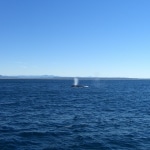 whale watching18