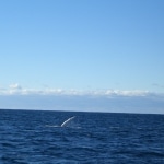 whale watching3