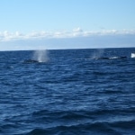 whale watching4
