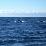 whale watching5
