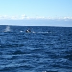 whale watching6