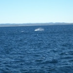 whale watching8