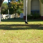ibis_australis1