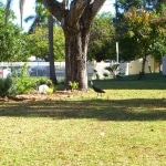 ibis_australis2