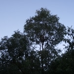 koala_liberi1