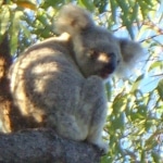 koala_liberi10