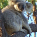koala_liberi11