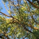 koala_liberi12
