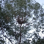 koala_liberi2