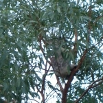koala_liberi4