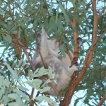 koala_liberi5