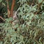 koala_liberi6
