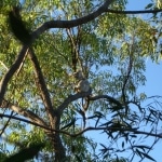 koala_liberi7