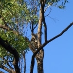 koala_liberi8