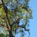 koala_liberi9