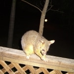 opossum3